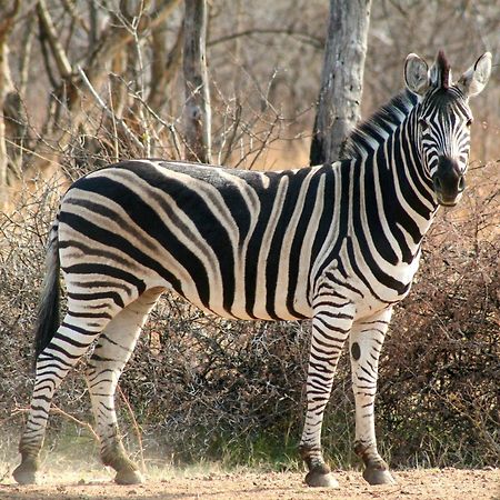 Ditholo Game Lodge Bela Bela Екстериор снимка