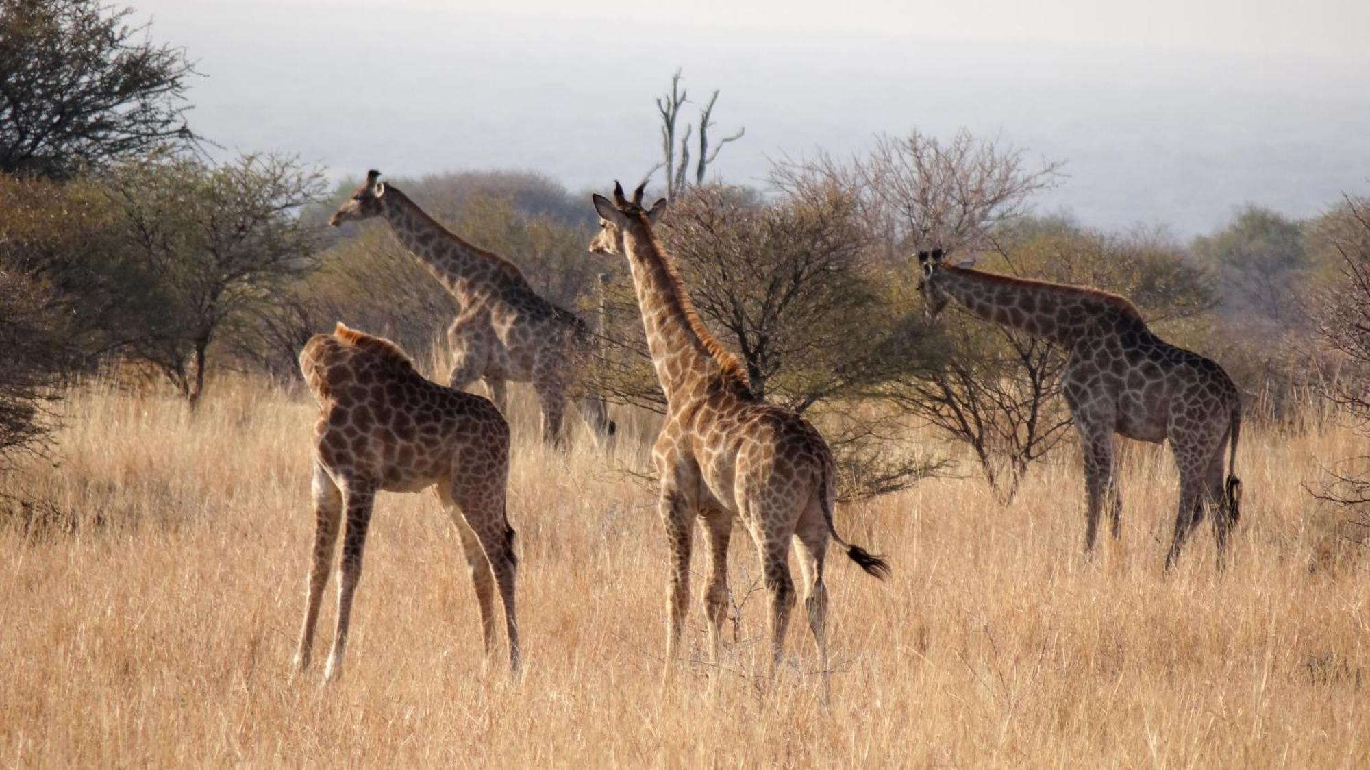 Ditholo Game Lodge Bela Bela Екстериор снимка