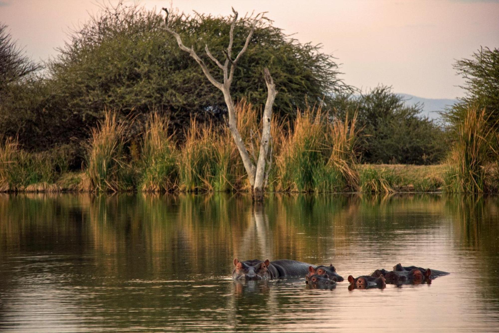 Ditholo Game Lodge Bela Bela Екстериор снимка
