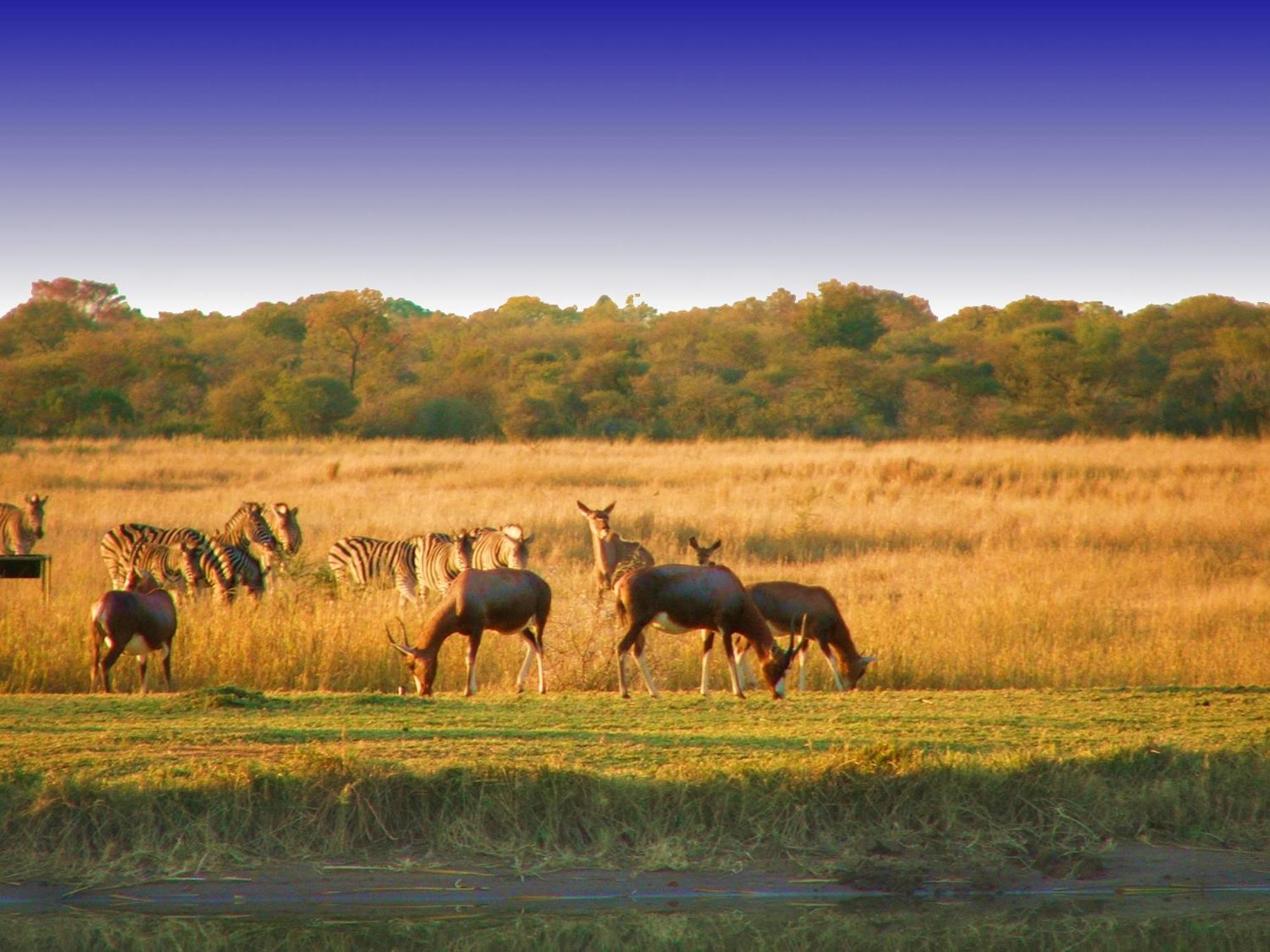 Ditholo Game Lodge Bela Bela Екстериор снимка
