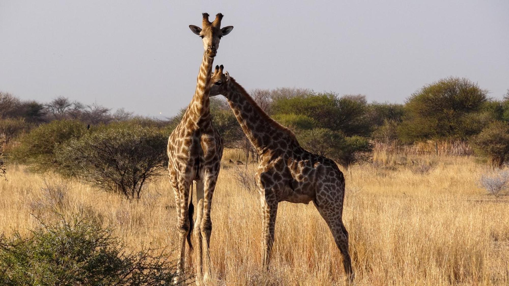 Ditholo Game Lodge Bela Bela Екстериор снимка