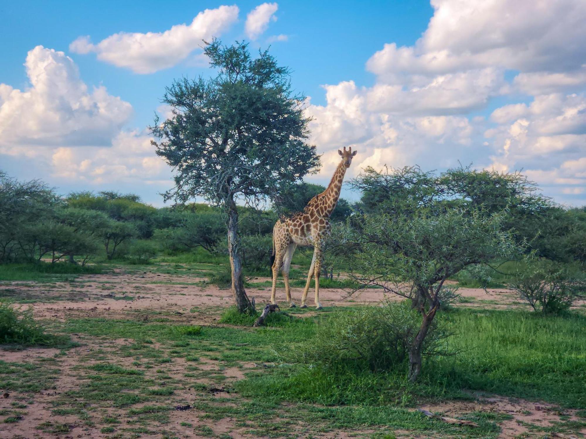 Ditholo Game Lodge Bela Bela Екстериор снимка
