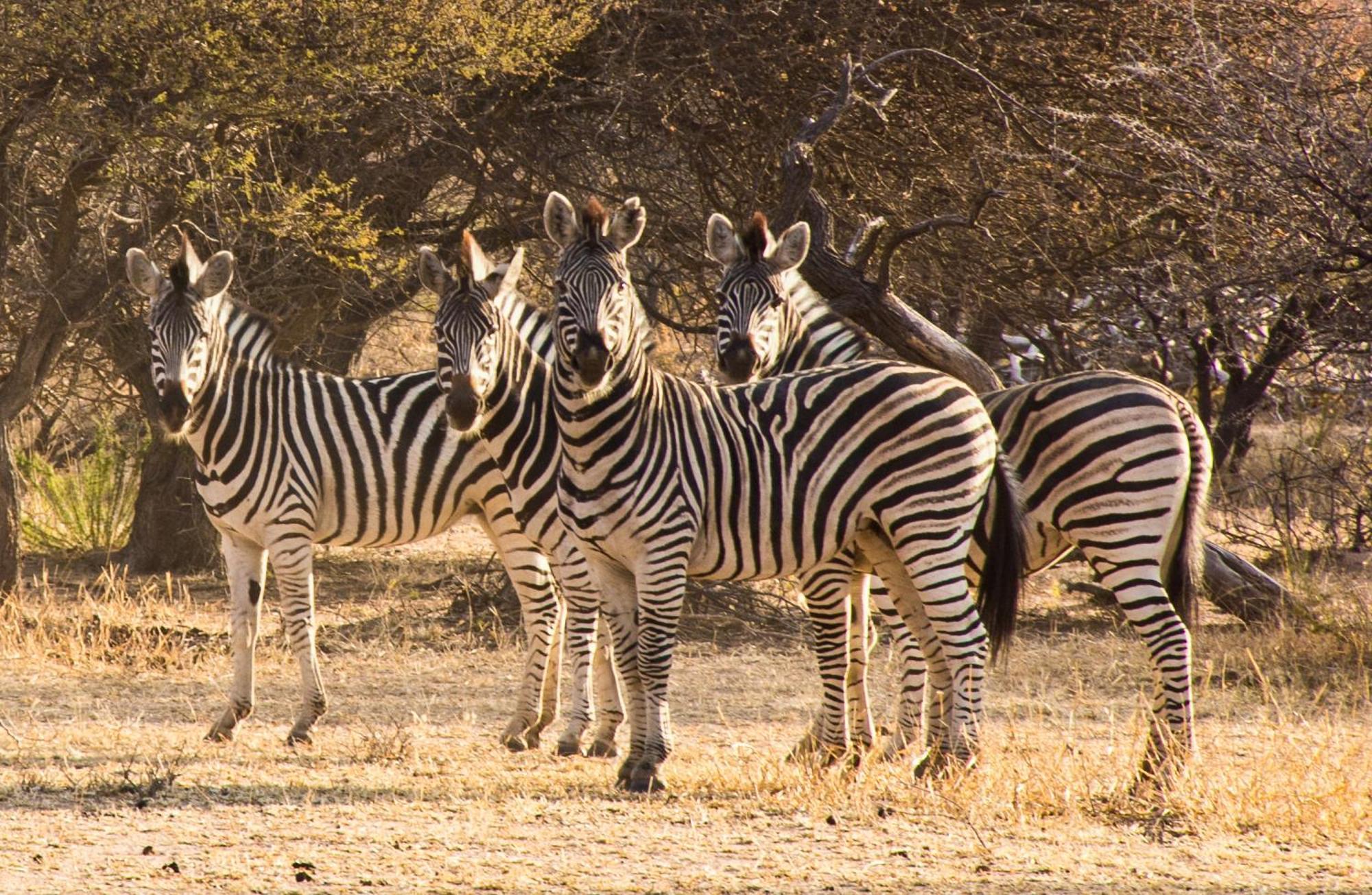 Ditholo Game Lodge Bela Bela Екстериор снимка