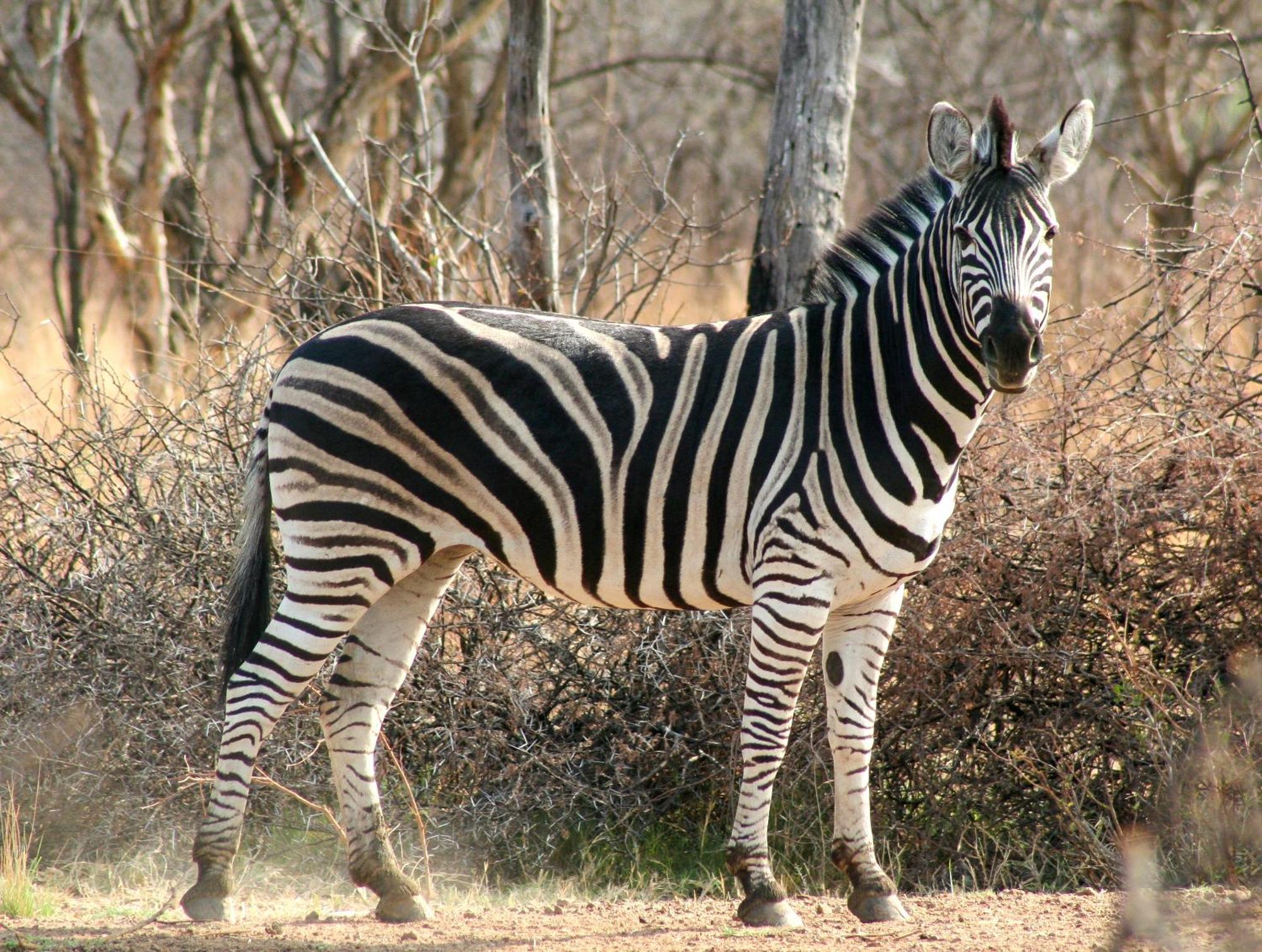 Ditholo Game Lodge Bela Bela Екстериор снимка